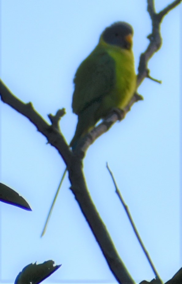 Plum-headed Parakeet - ML285387031