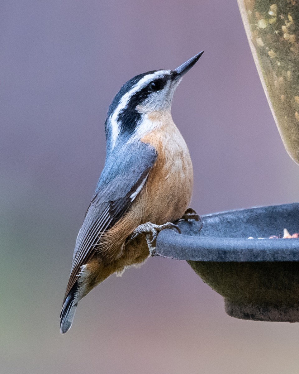 Red-breasted Nuthatch - ML285392211