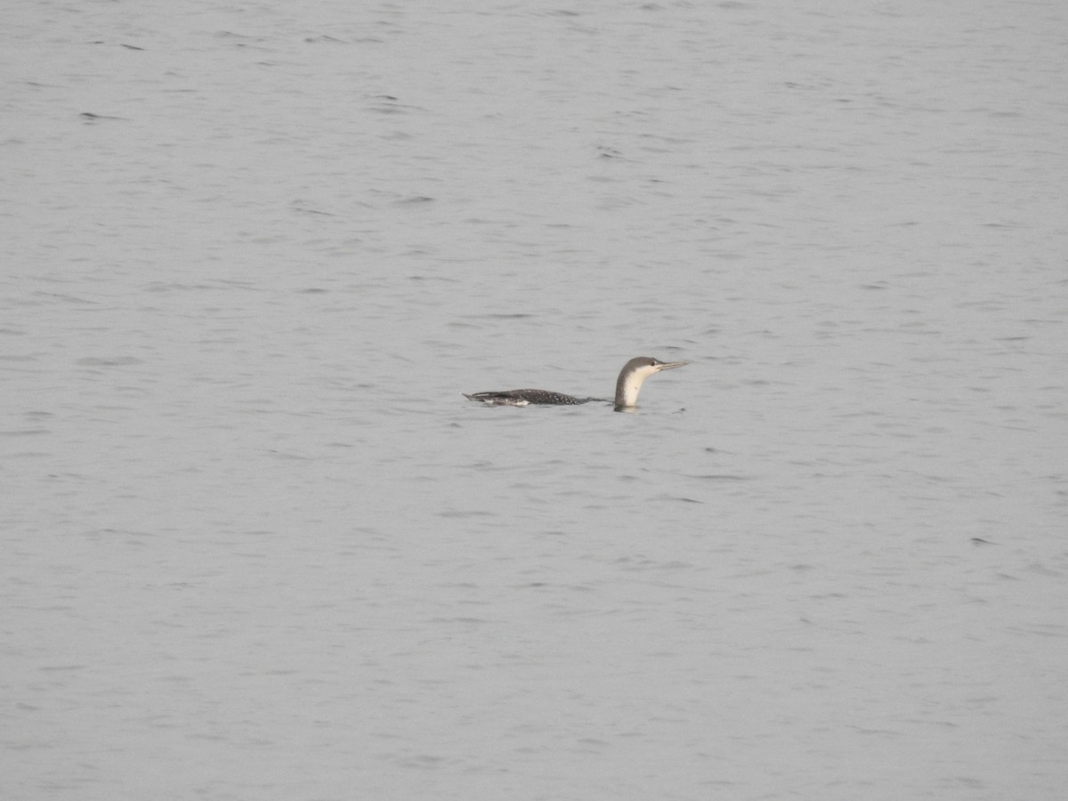 Red-throated Loon - ML285392951