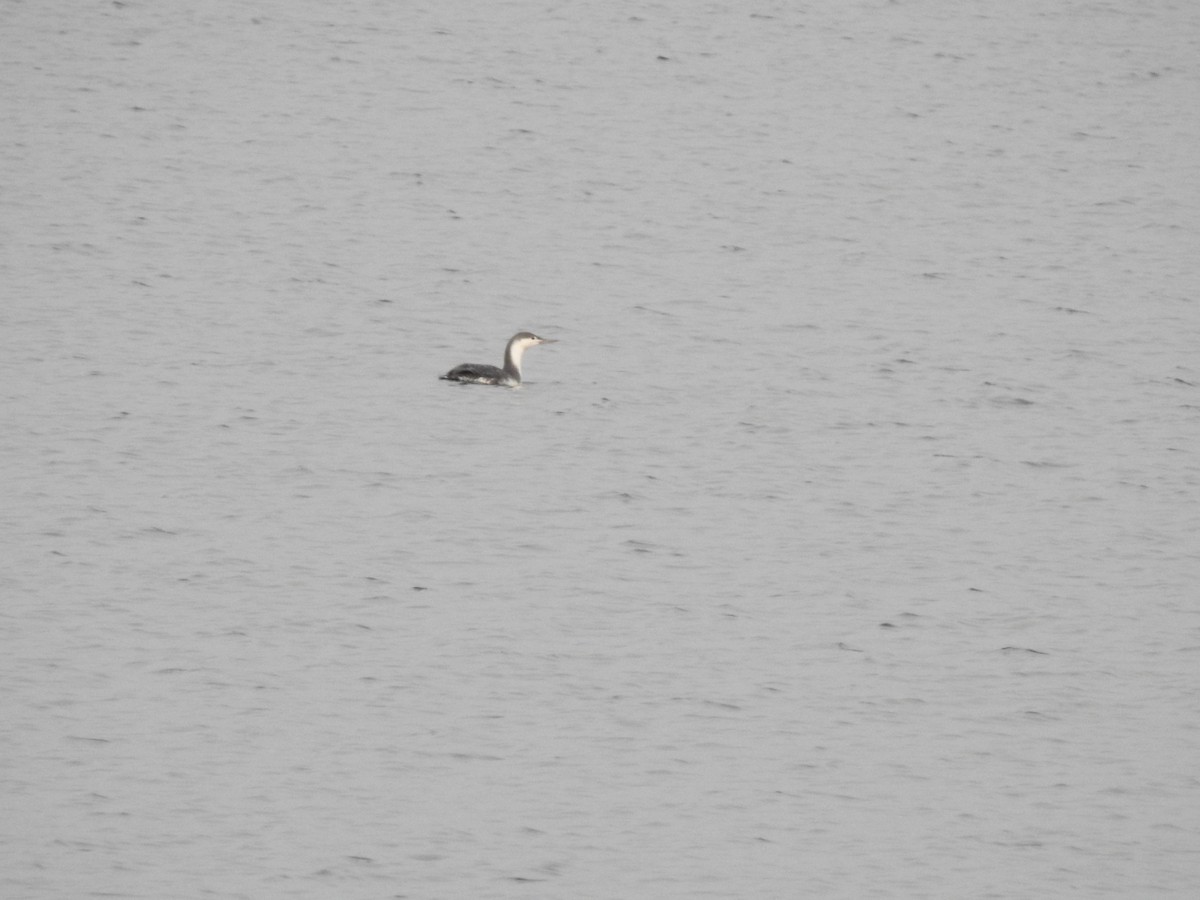Red-throated Loon - ML285392961