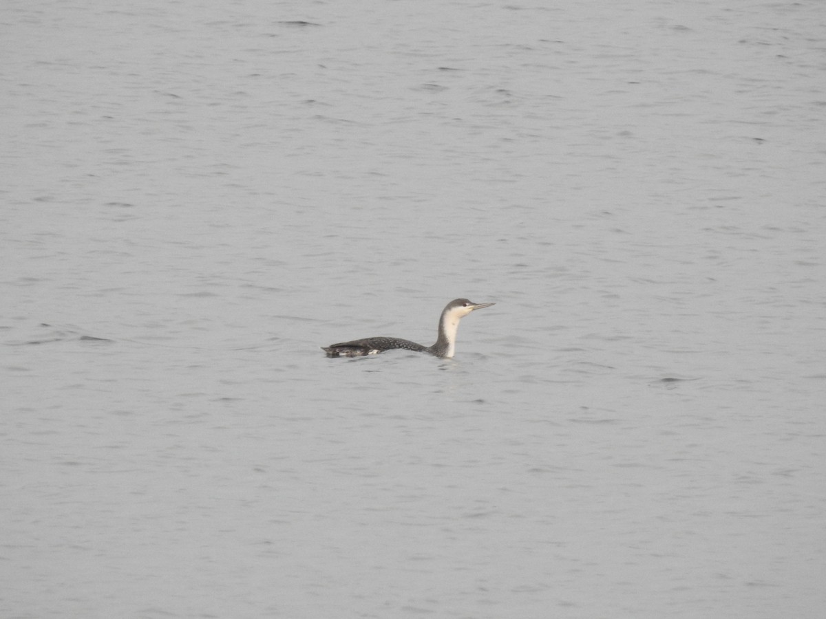Red-throated Loon - ML285392971