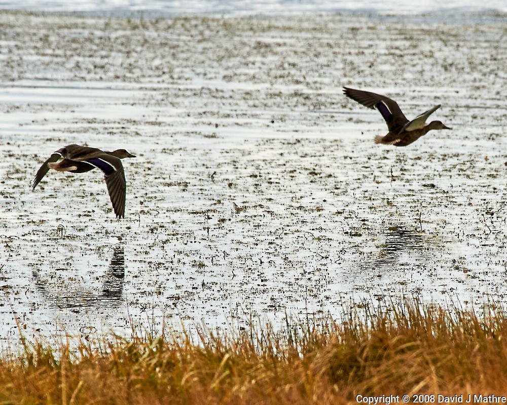 Green-winged Teal - ML285397411