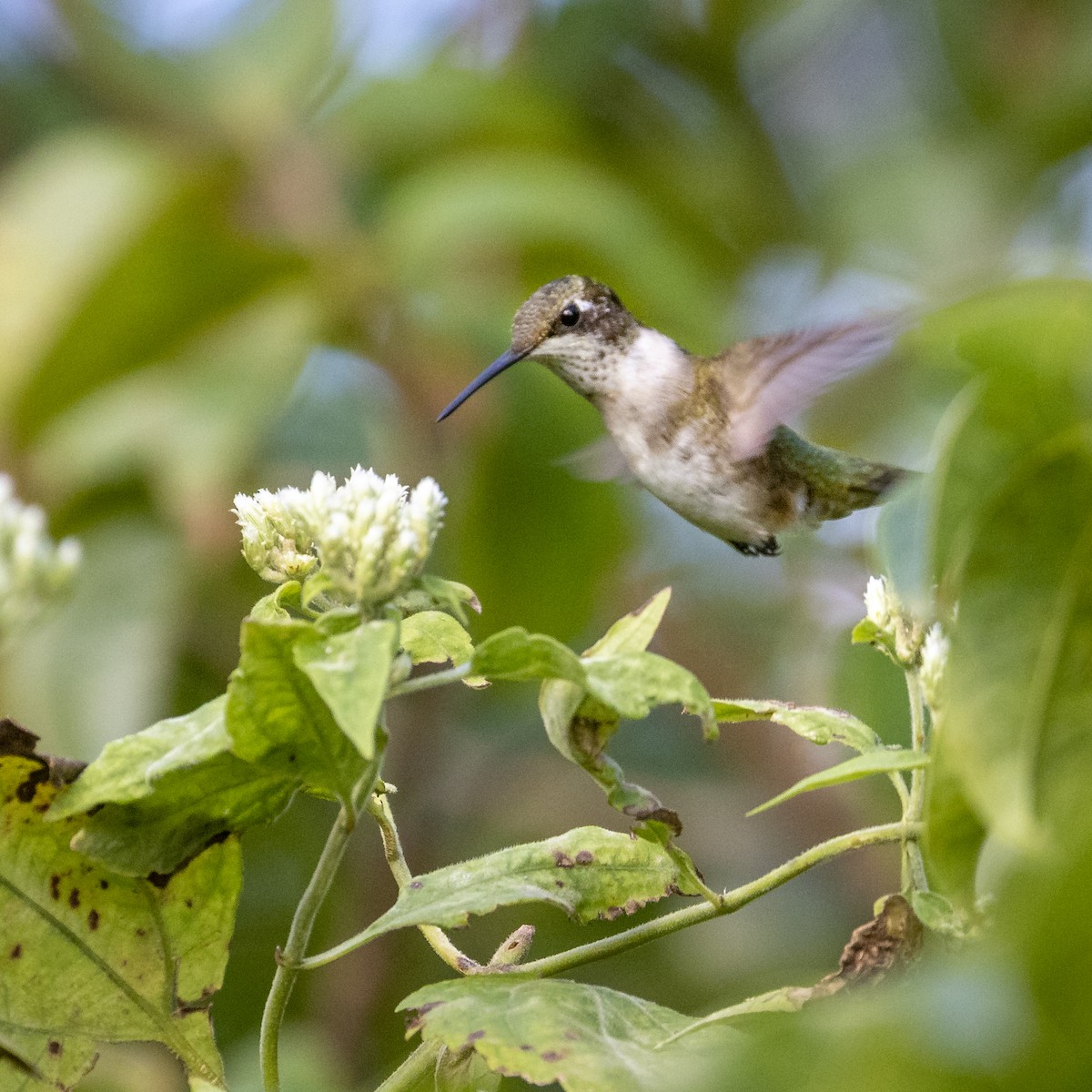 Ruby-throated Hummingbird - Edwin Wilke