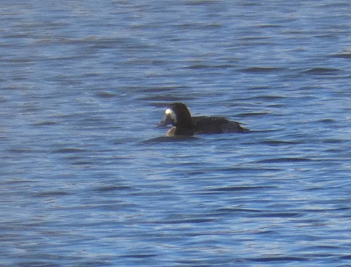 Greater Scaup - ML285403831