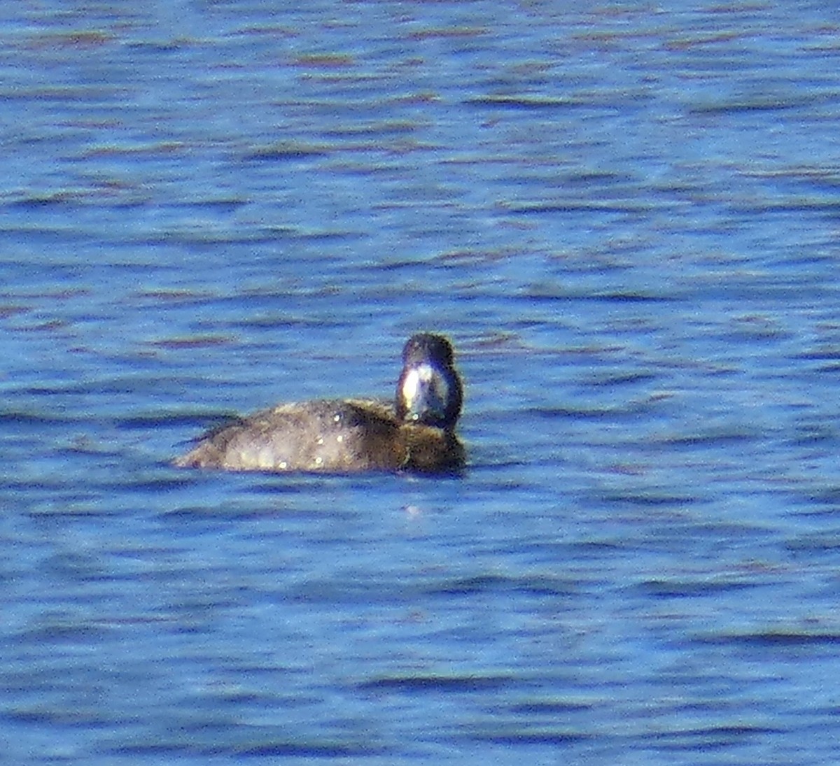 Greater Scaup - ML285403841