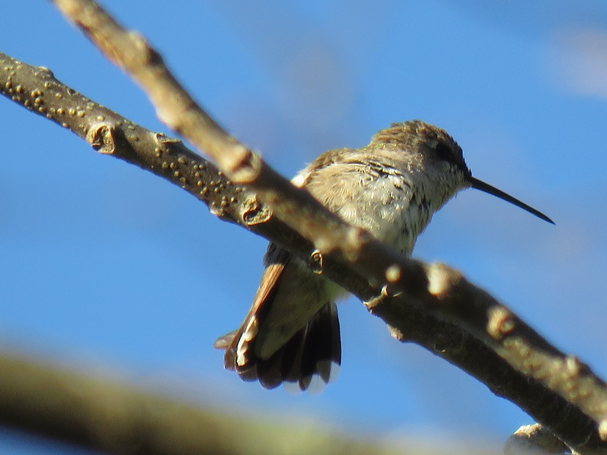 Black-chinned Hummingbird - ML285405281