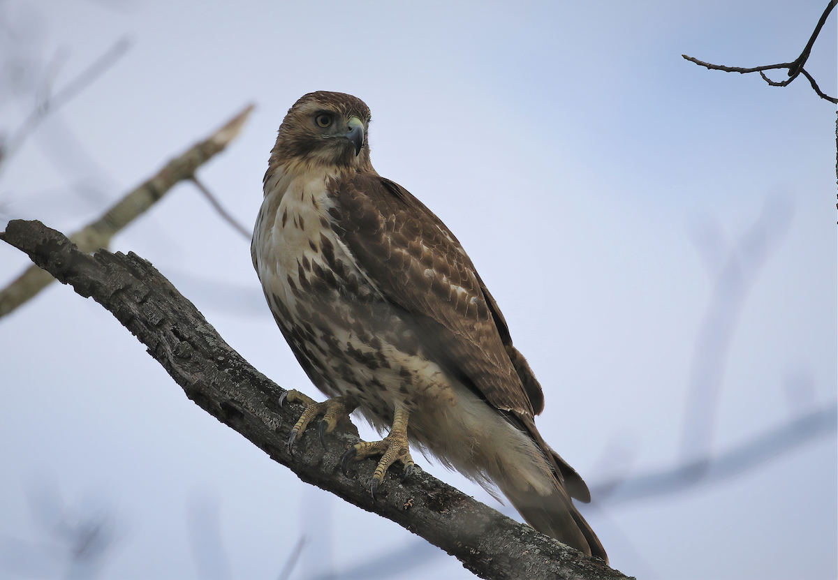 Red-tailed Hawk - ML285408601