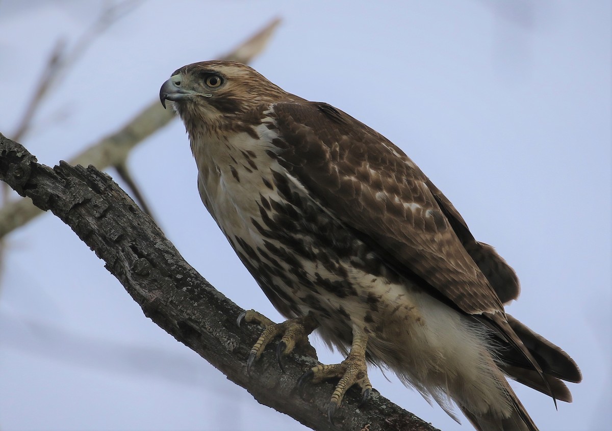 Red-tailed Hawk - ML285408641