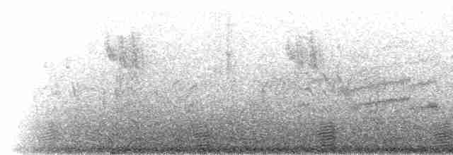 White Eared-Pheasant - ML285409