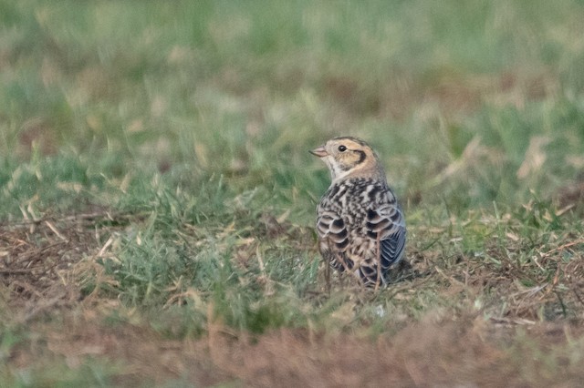 Lapland Longspur