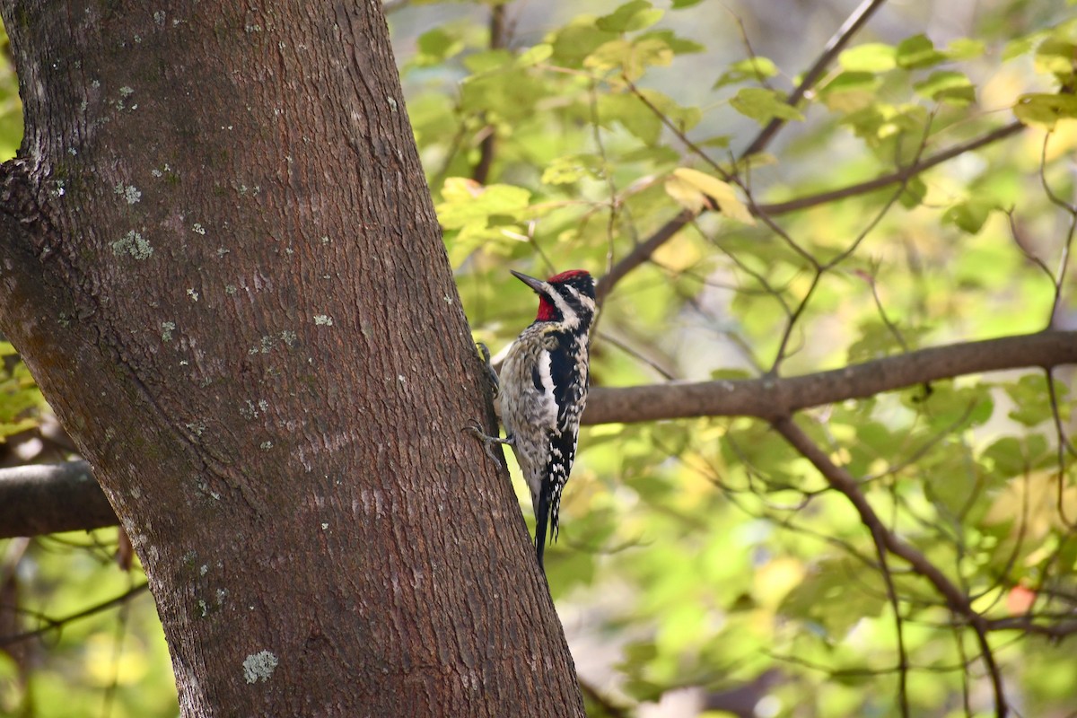 Yellow-bellied Sapsucker - P Chappell