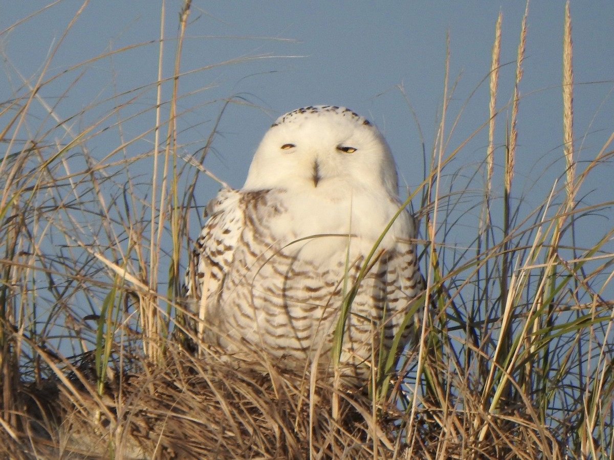 Snowy Owl - ML285415591