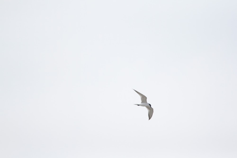 Gull-billed Tern - Anonymous