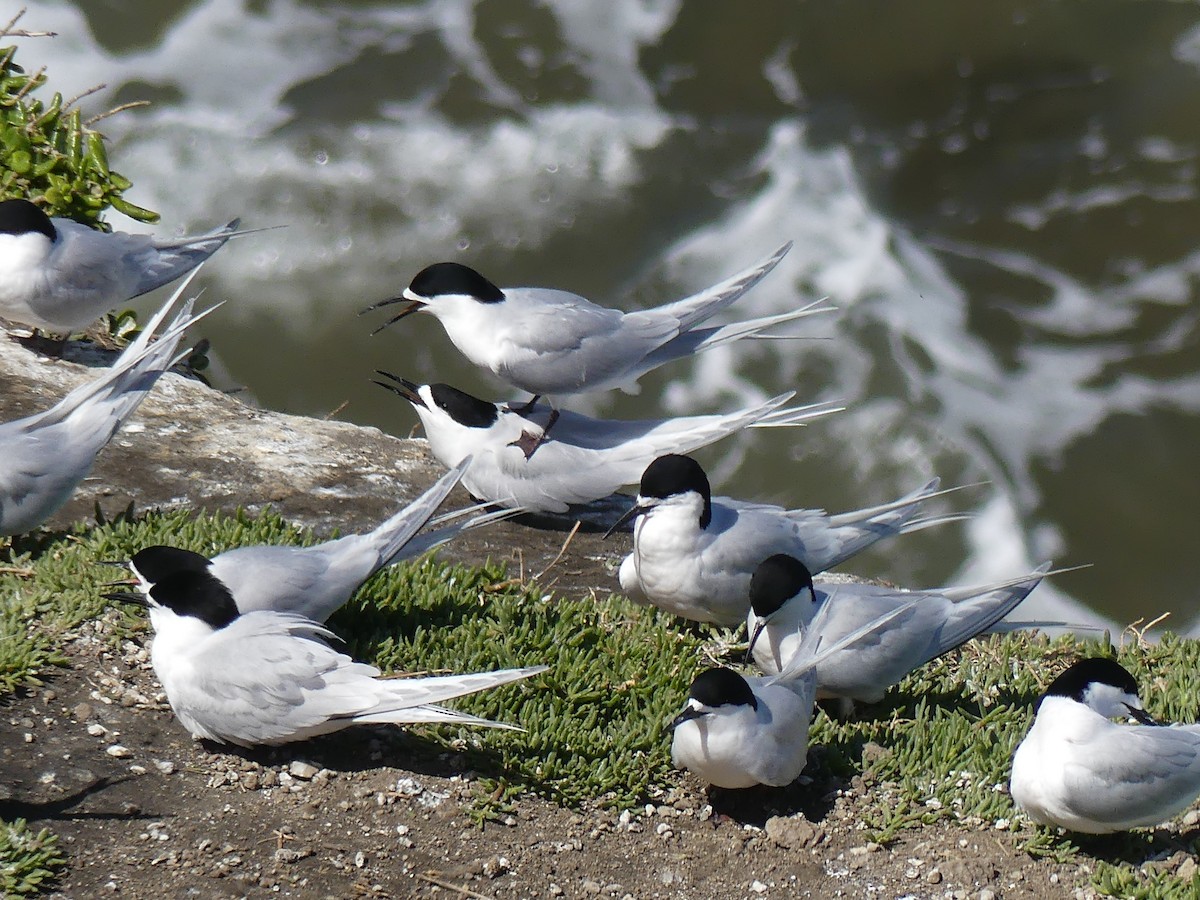 White-fronted Tern - ML285416741