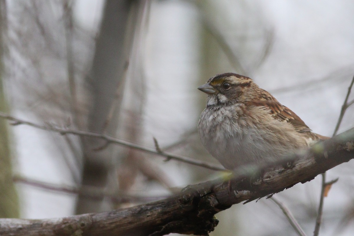 White-throated Sparrow - Katherine Collin