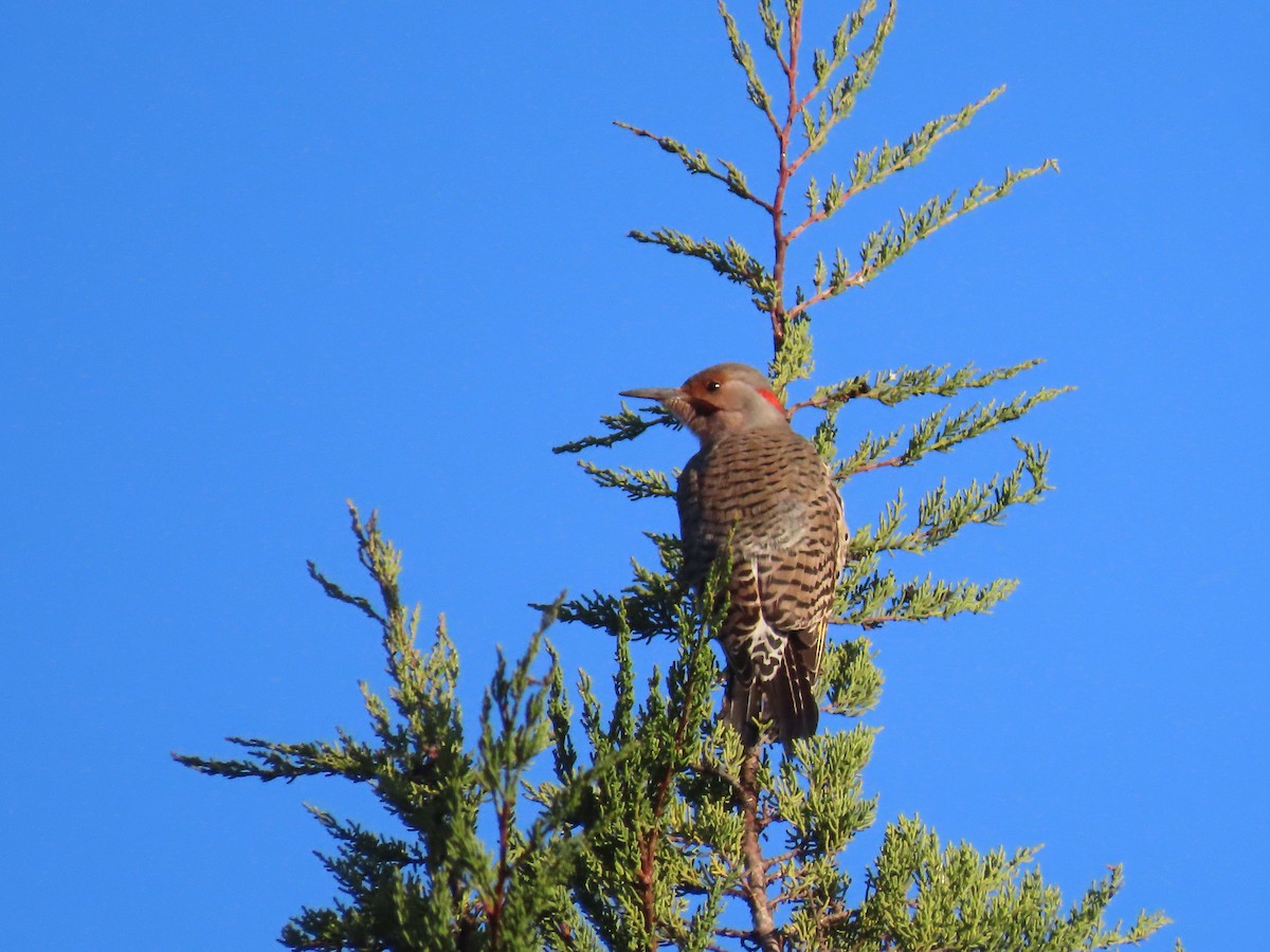 Northern Flicker (Yellow-shafted x Red-shafted) - ML285420271