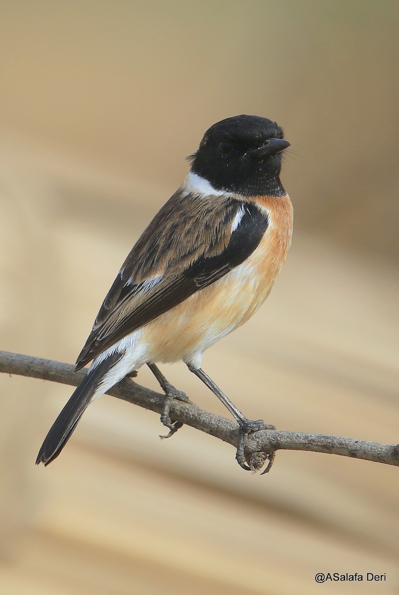 African Stonechat (African) - ML285421741