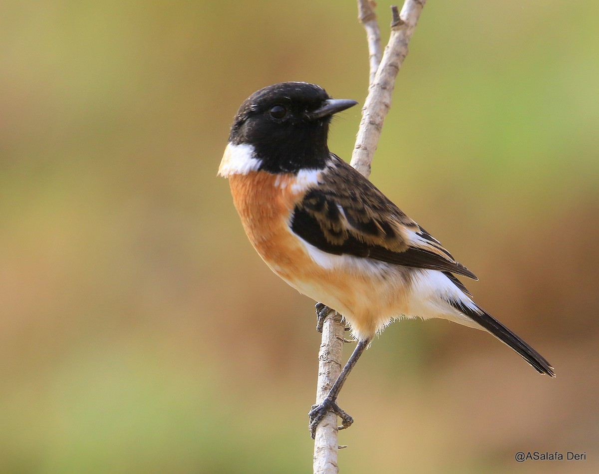 African Stonechat (African) - ML285421791