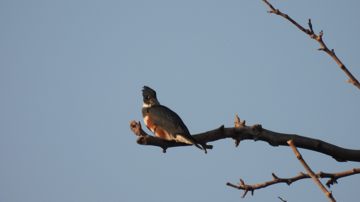 Belted Kingfisher - ML285423601