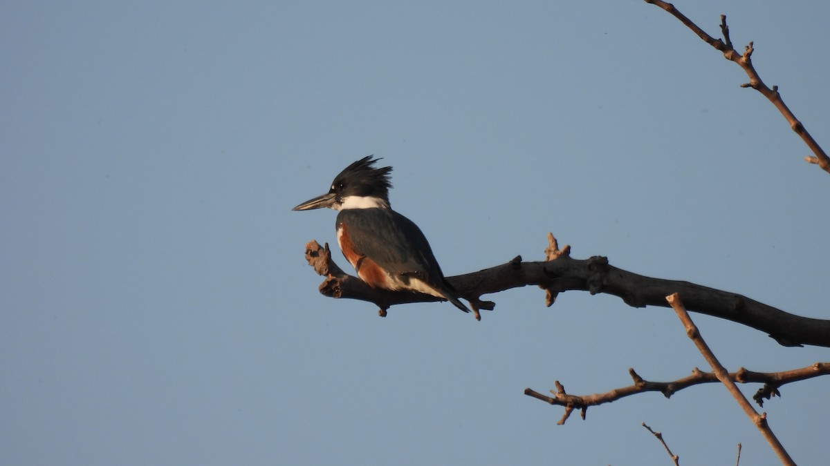 Belted Kingfisher - ML285423621