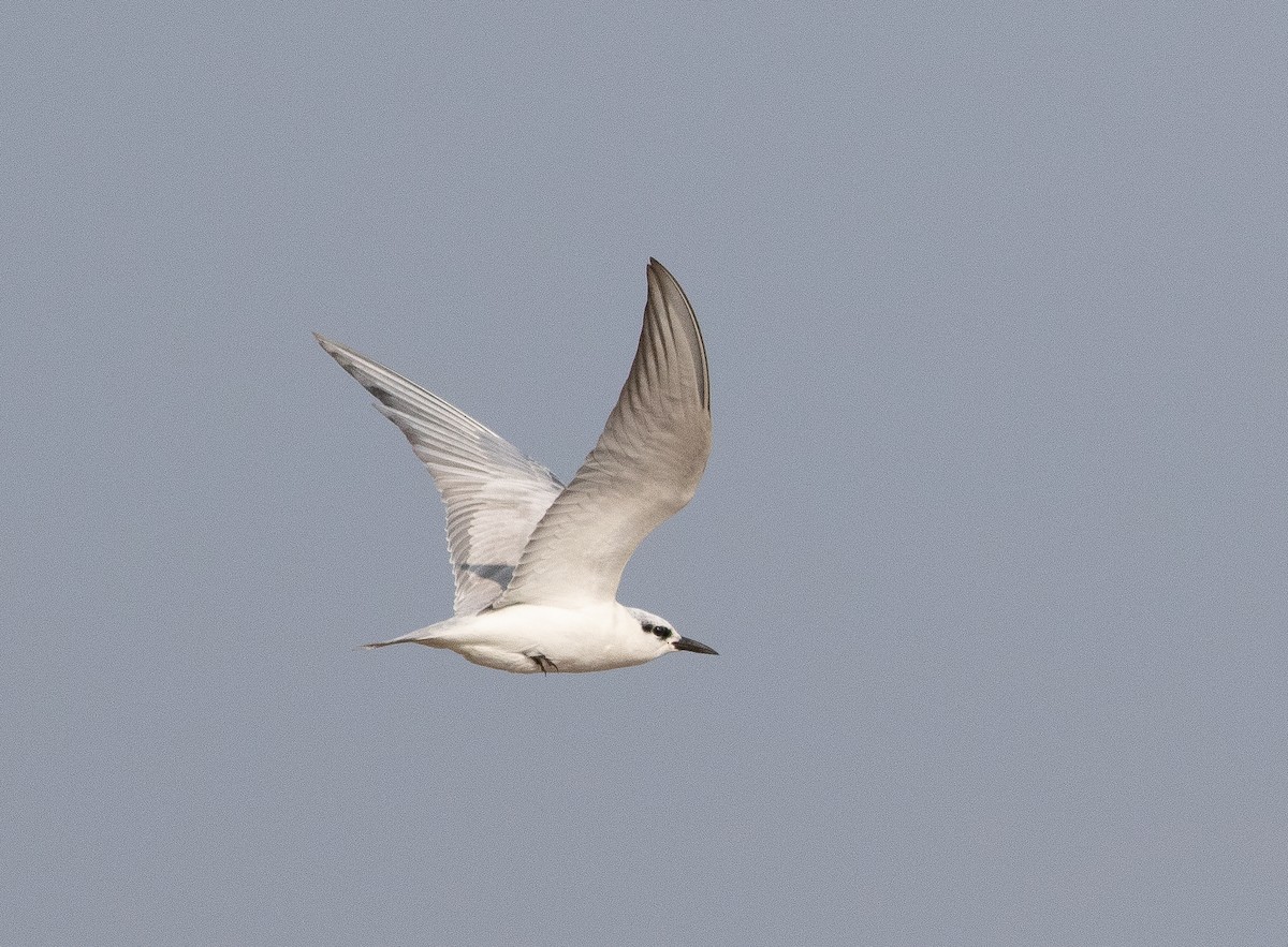 Gull-billed Tern - Niv Bessor
