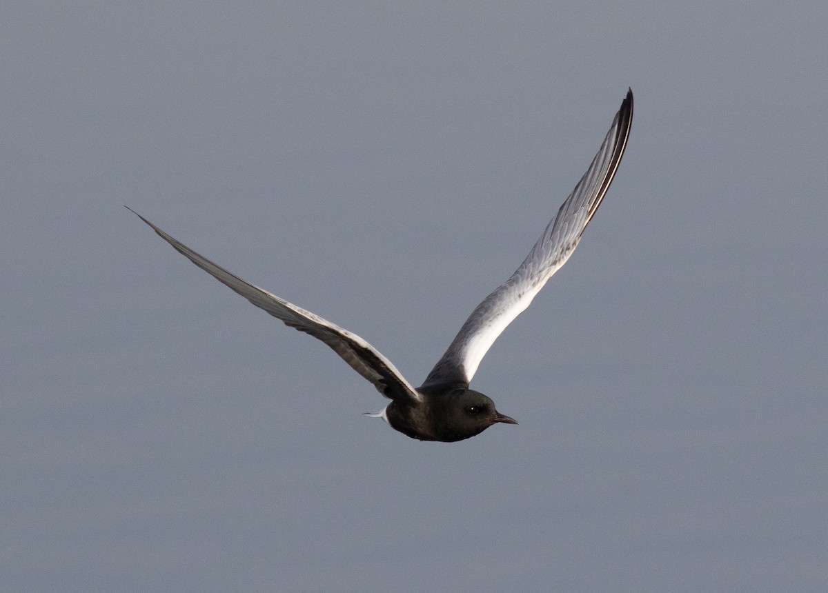 White-winged Tern - ML285425511