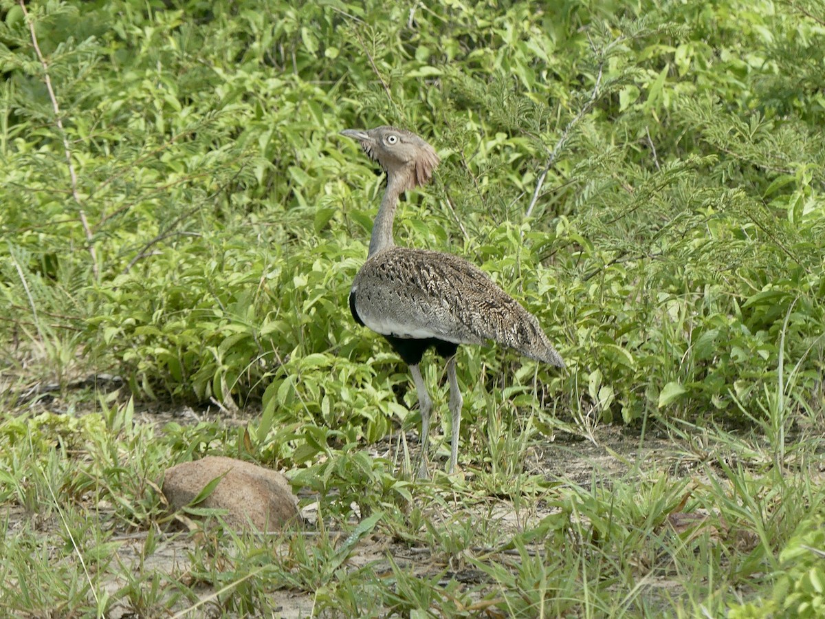 Buff-crested Bustard - Maggie Geer