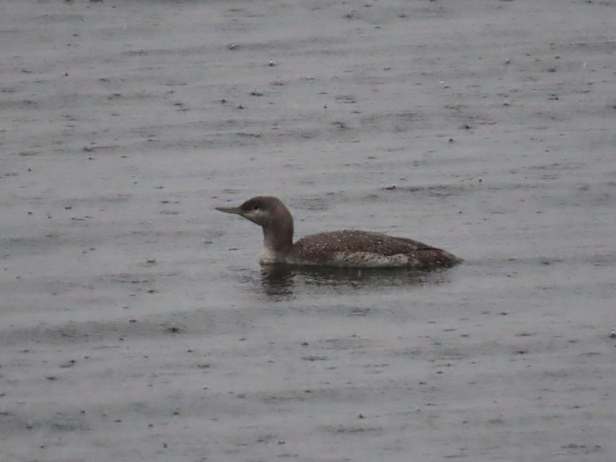 Red-throated Loon - ML285427411