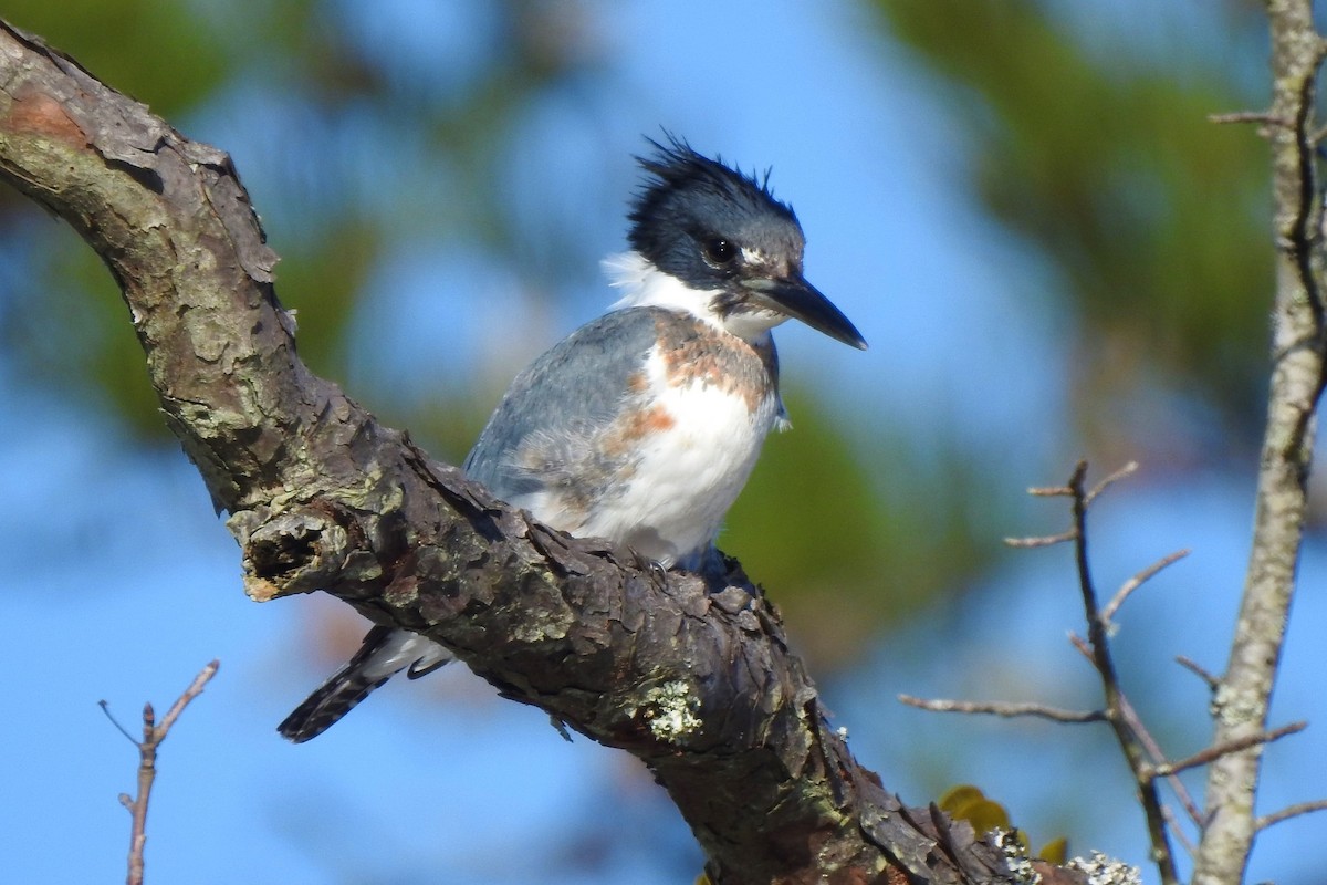 Belted Kingfisher - ML285429891