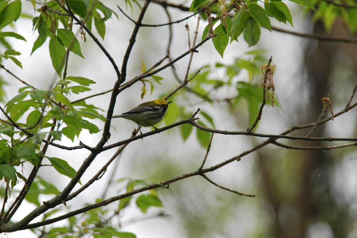 Black-throated Green Warbler - Janet Lyons