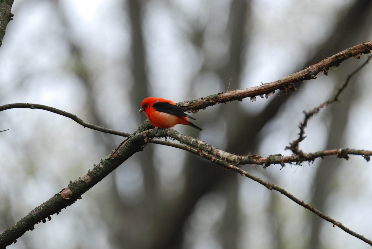 Scarlet Tanager - ML28543231