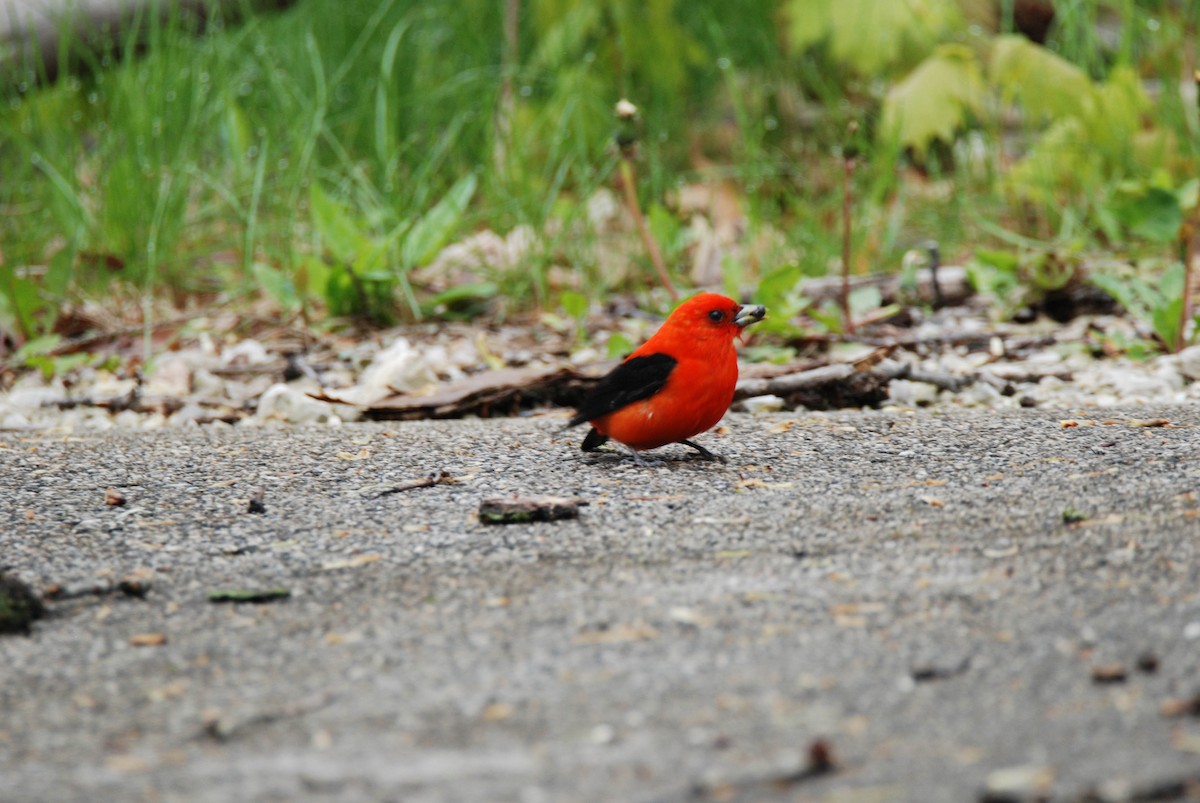 Scarlet Tanager - ML28543241
