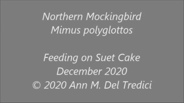 Northern Mockingbird - ML285432521