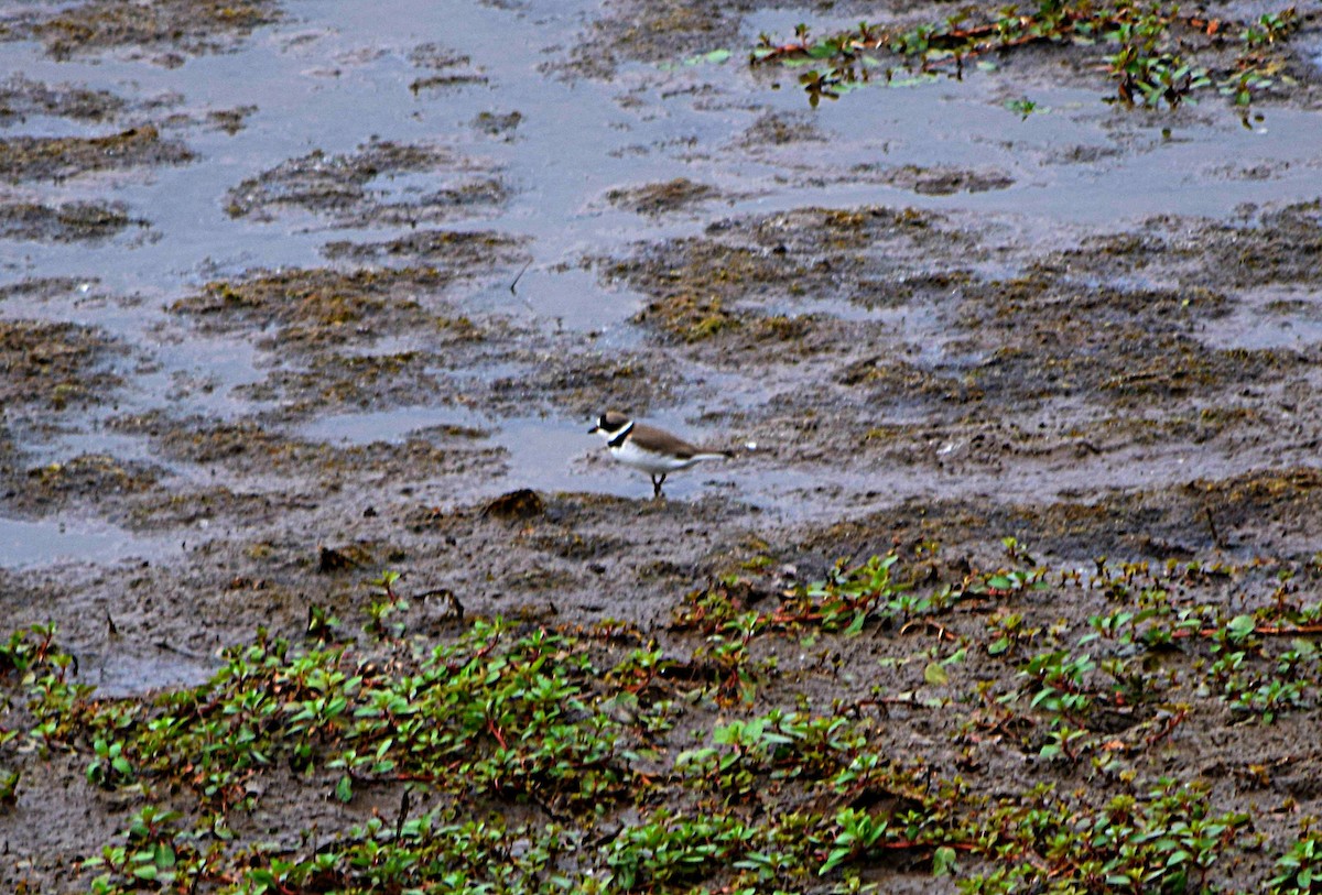 Semipalmated Plover - Hugh Barger