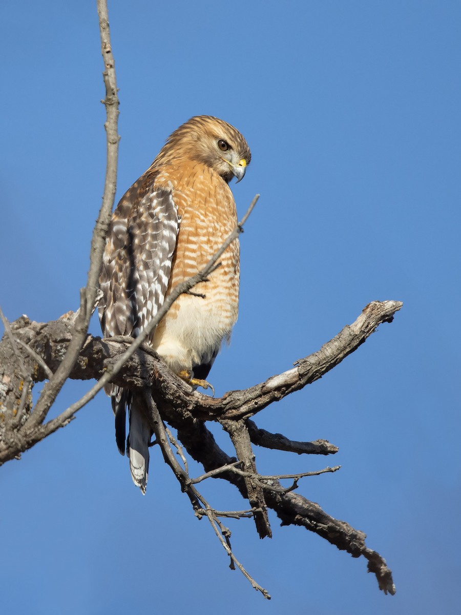 Red-shouldered Hawk - Mike Cameron