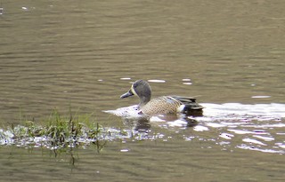 Blue-winged Teal, ML285446501