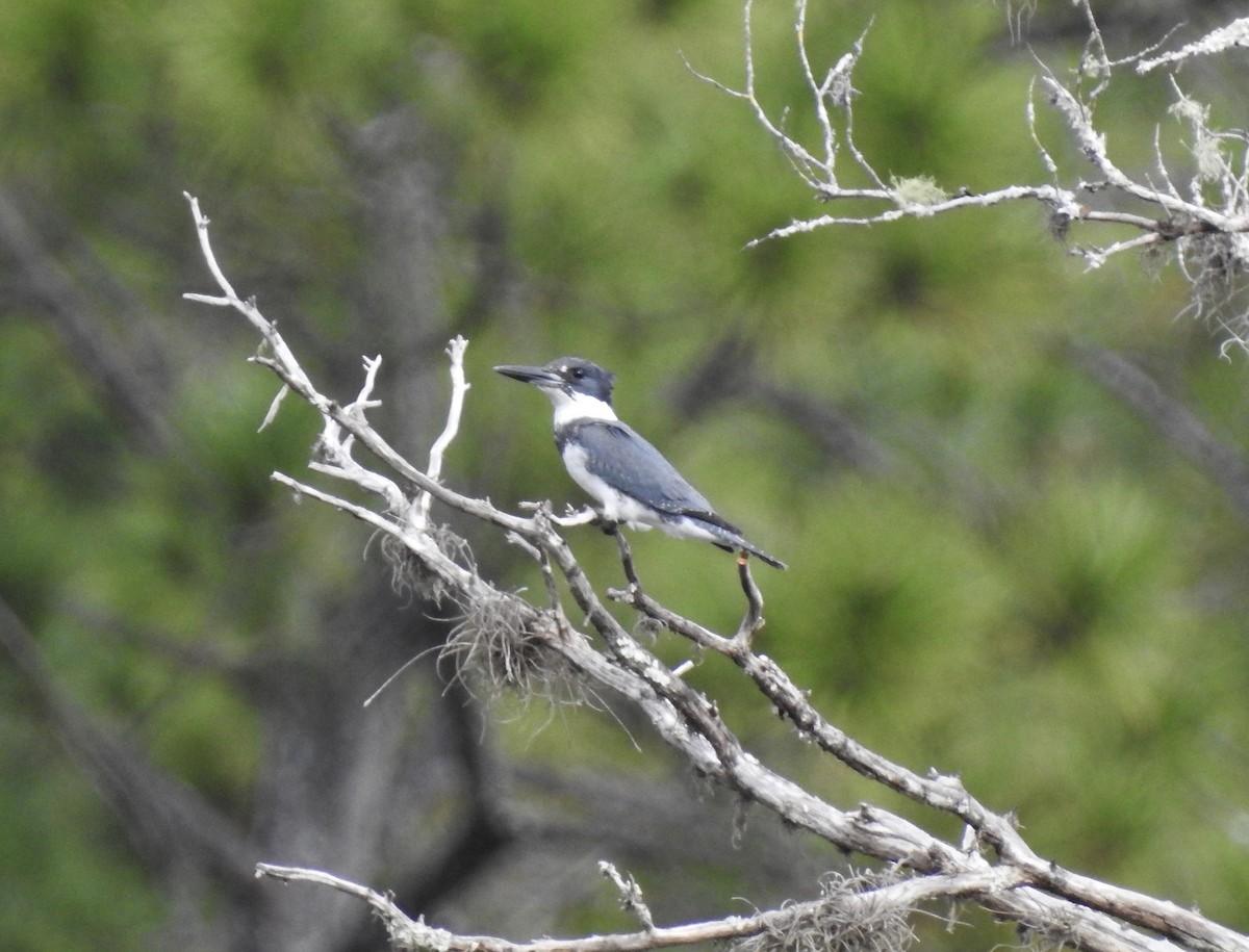 Belted Kingfisher - ML285447231