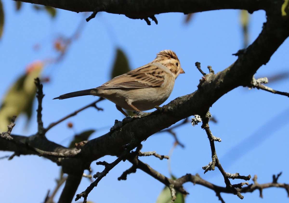 Clay-colored Sparrow - Debra Kriensky