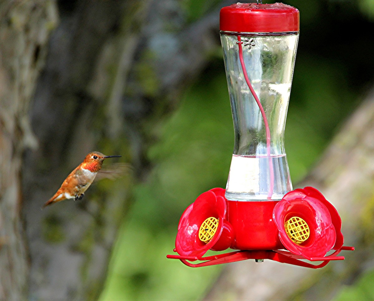 Rufous Hummingbird - ML28545131