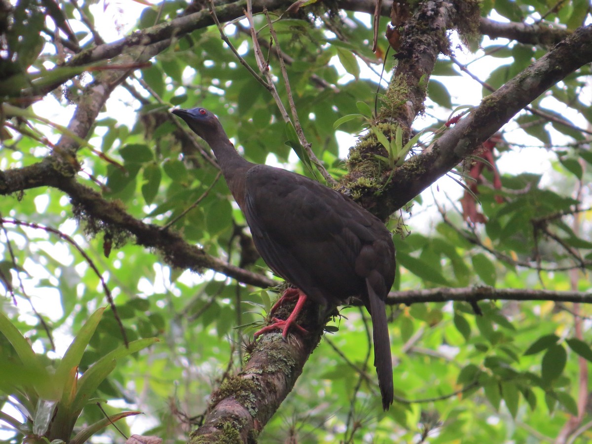 Sickle-winged Guan - ML285451961