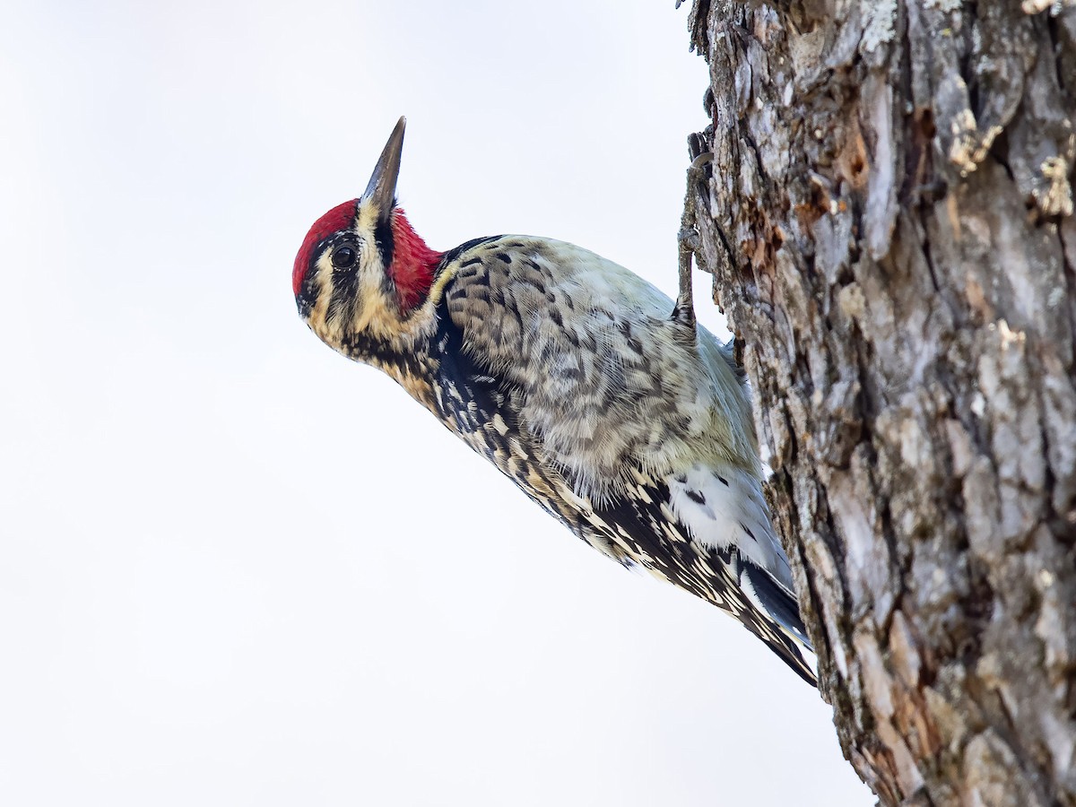 Yellow-bellied Sapsucker - Mike Cameron