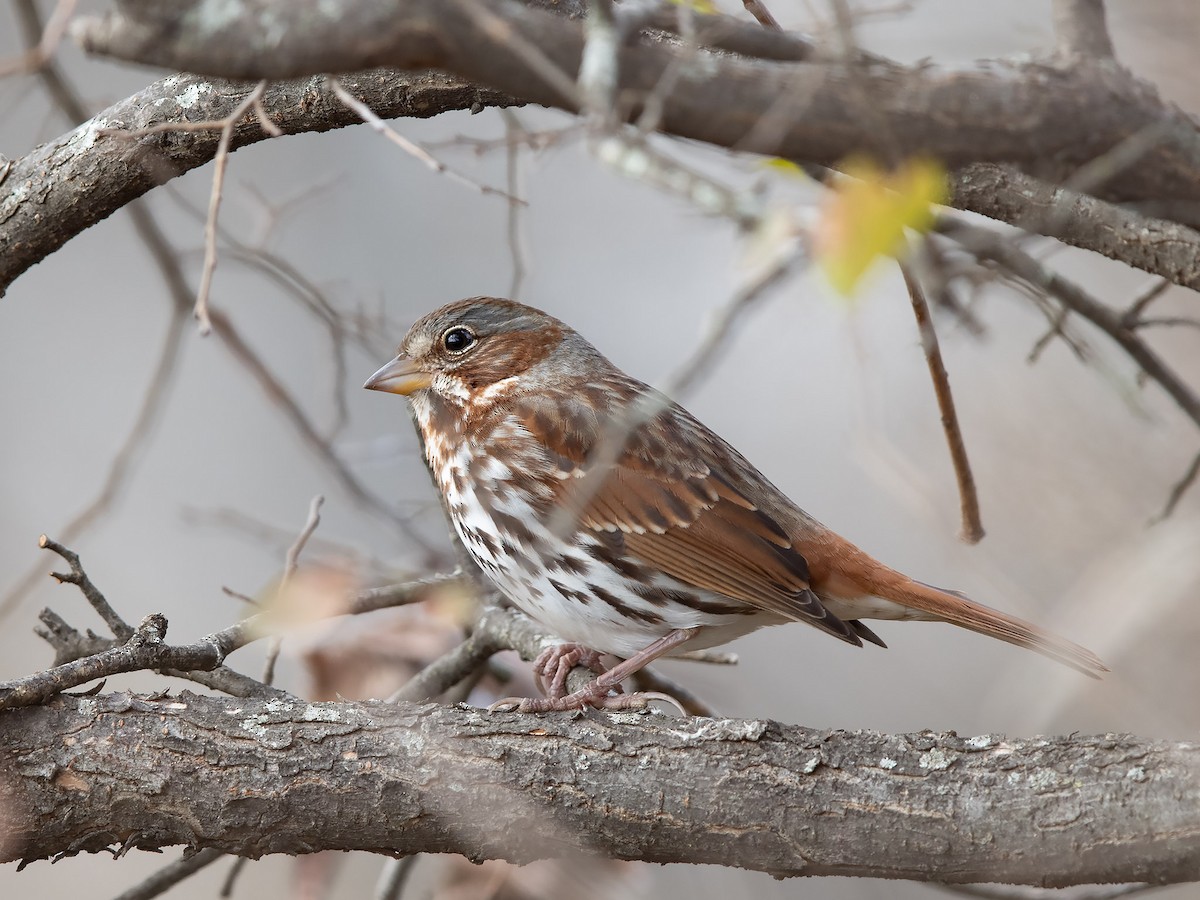 Fox Sparrow (Red) - Mike Cameron