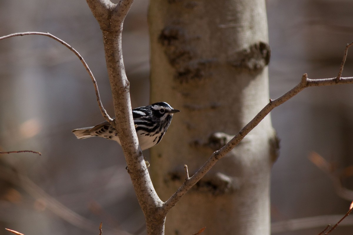 Black-and-white Warbler - ML28545401