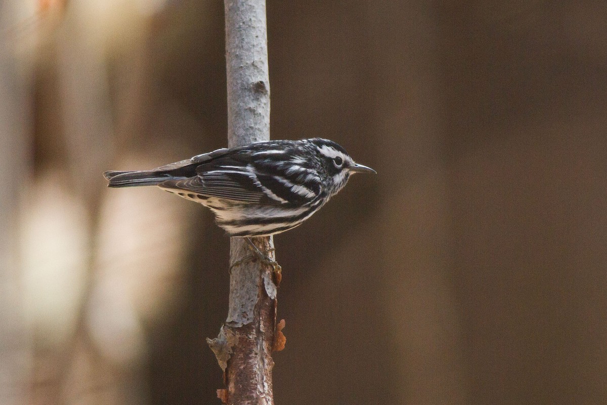 Black-and-white Warbler - ML28545411