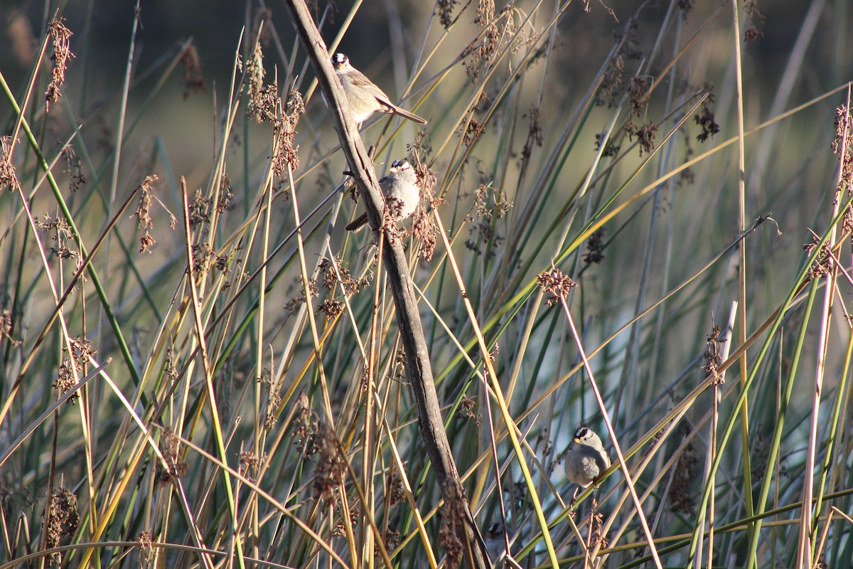 White-crowned Sparrow - Matthew Keenan