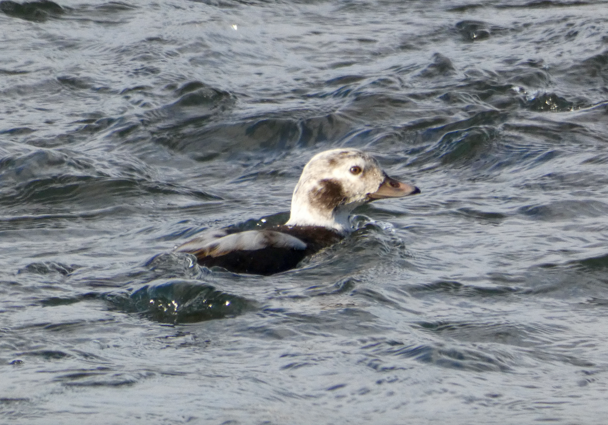 Long-tailed Duck - ML285458521