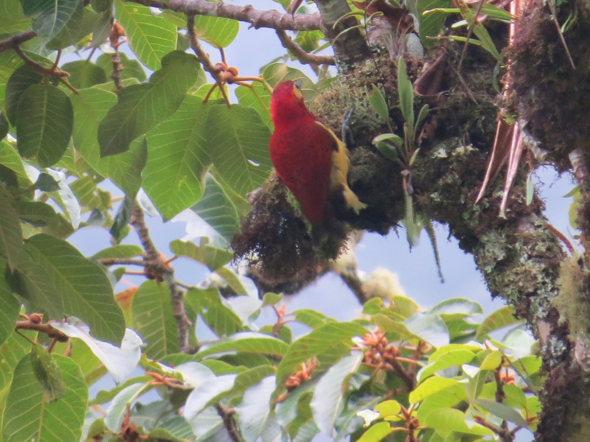 Crimson-mantled Woodpecker - ML285461441