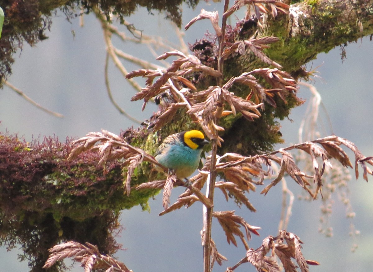 Saffron-crowned Tanager - ML285465551