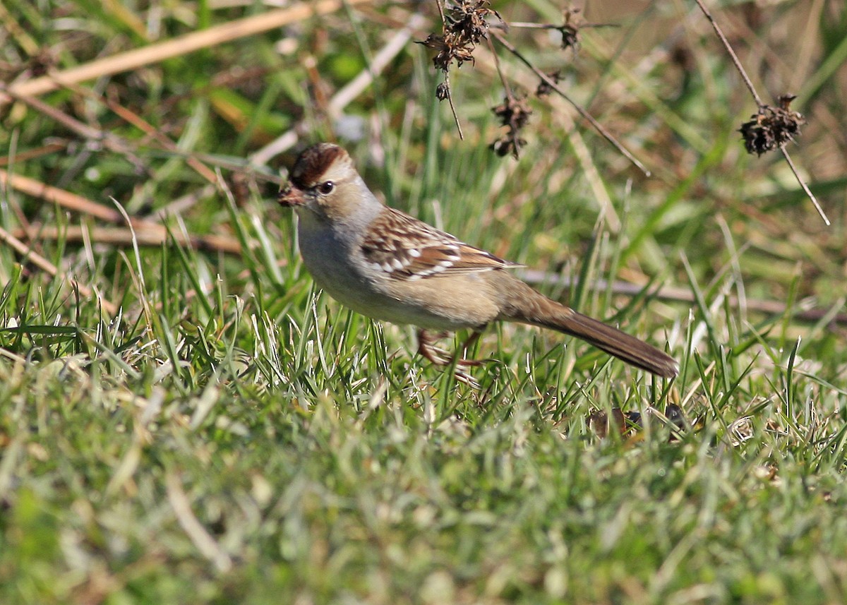 White-crowned Sparrow - ML285471731