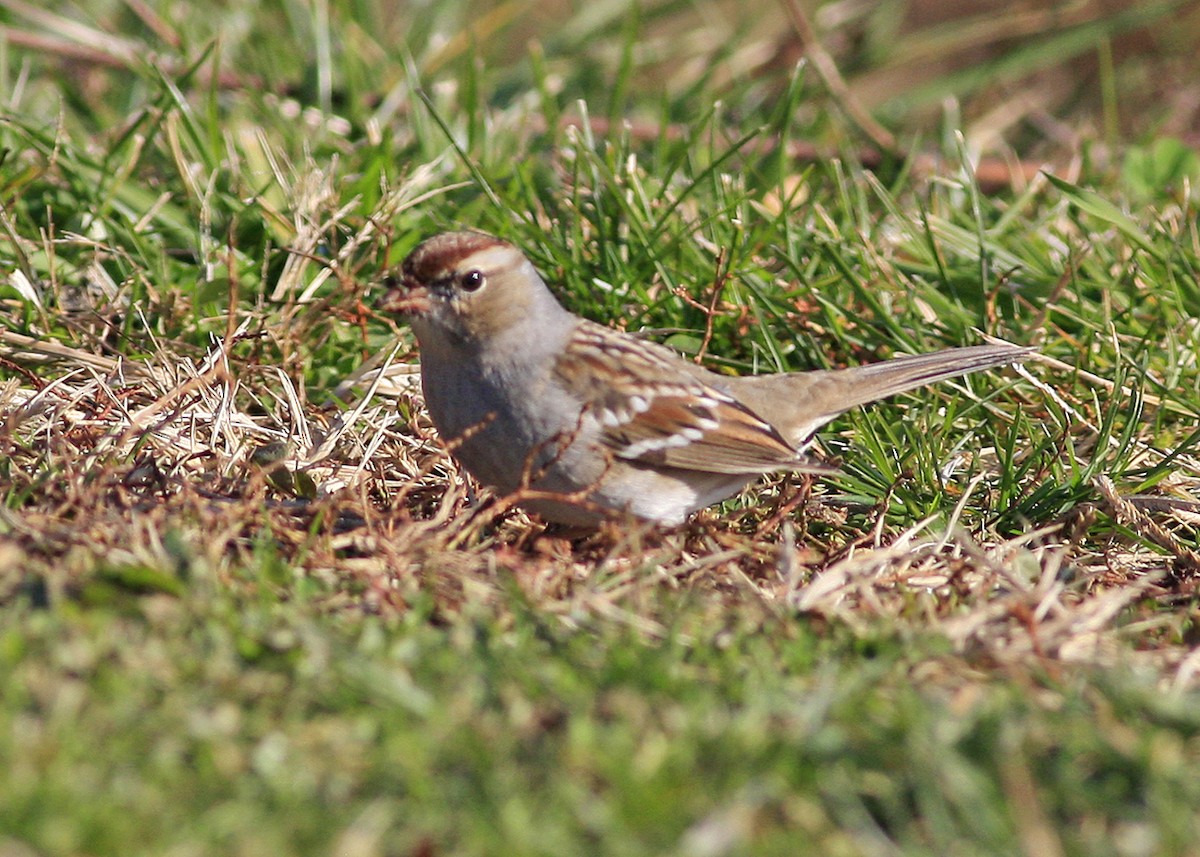 White-crowned Sparrow - ML285471941